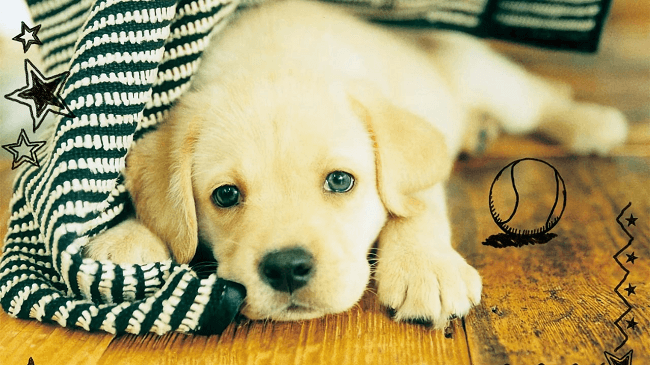 nintendogs-rom-1